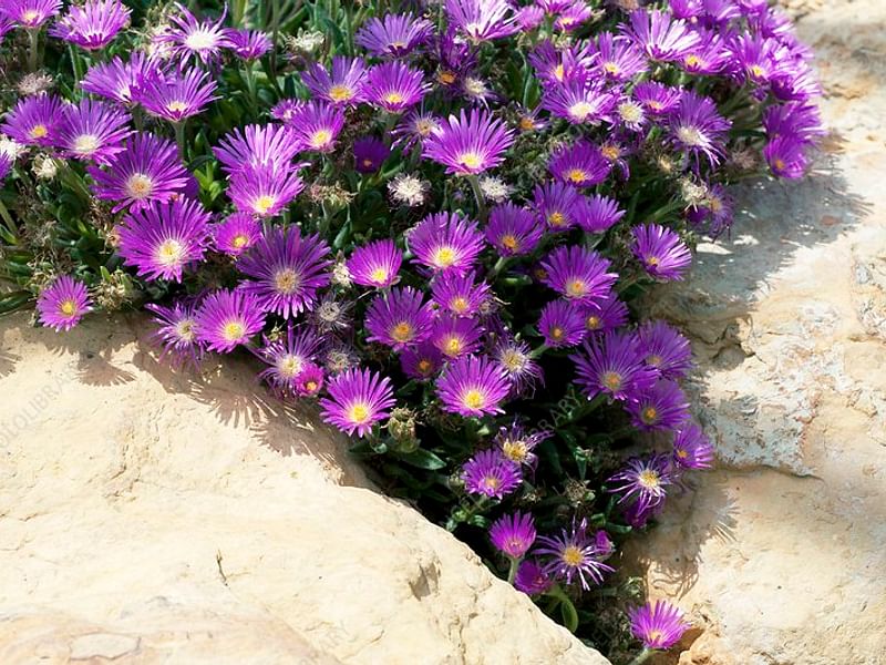 Delosperma Brunnthaleri | Delosperma | Aizoaceae