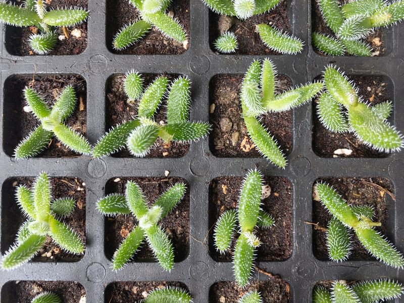 Delosperma Echinatum | Delosperma | Aizoaceae