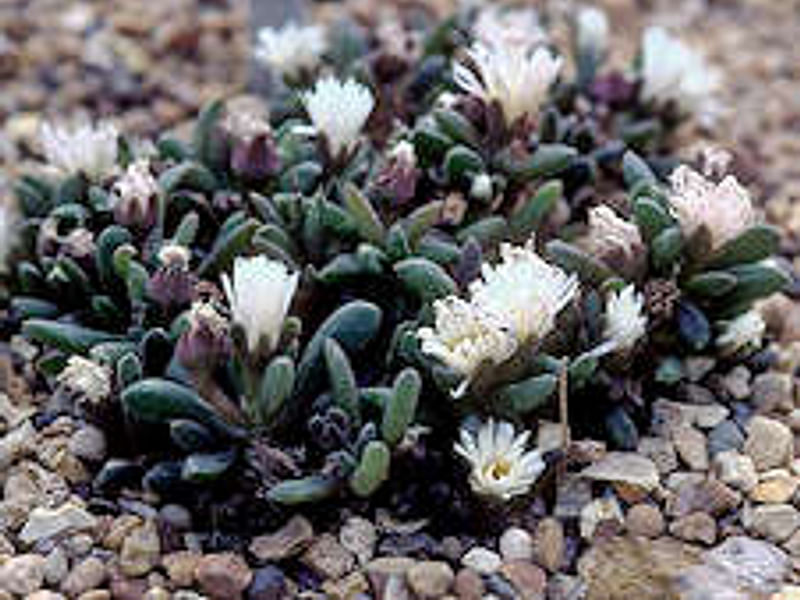 Delosperma Esterhuyseriae | Delosperma | Aizoaceae