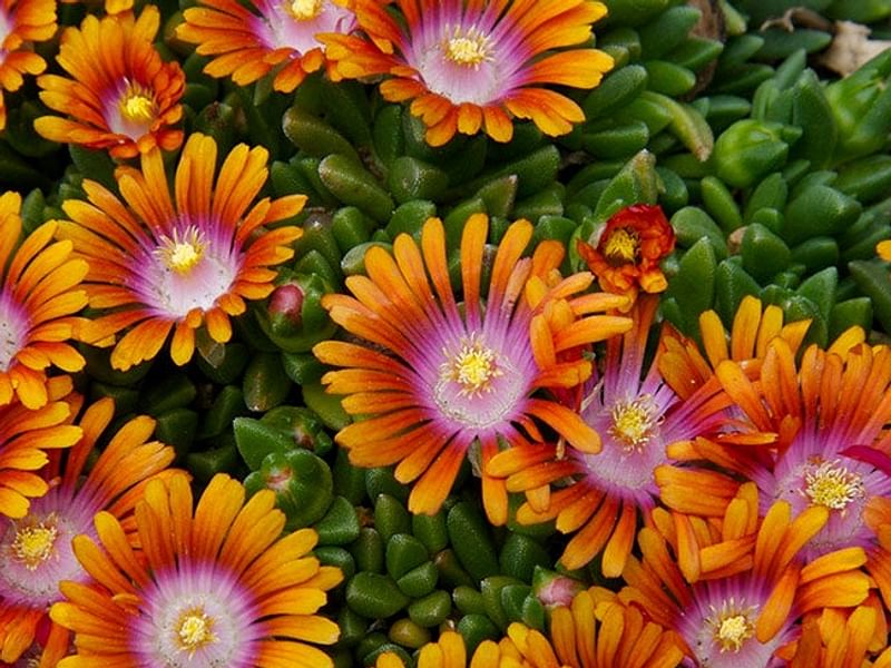 Delosperma Esterhuyseriae | Delosperma | Aizoaceae