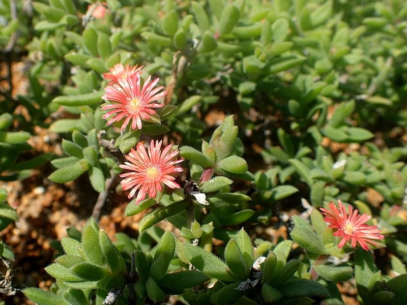 Delosperma Esterhuyseriae | Delosperma | Aizoaceae