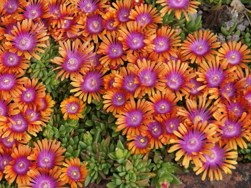 Delosperma Esterhuyseriae | Delosperma | Aizoaceae