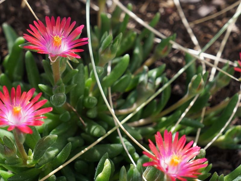 Delosperma Esterhuyseriae | Delosperma | Aizoaceae