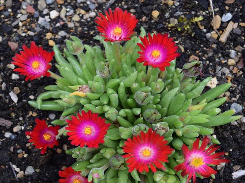 Delosperma Esterhuyseriae | Delosperma | Aizoaceae