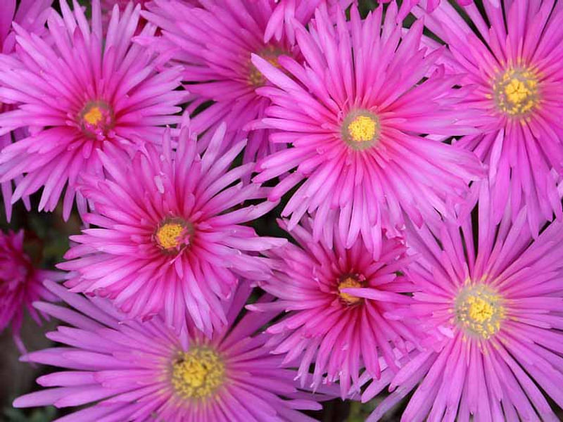 Delosperma Esterhuyseriae | Delosperma | Aizoaceae