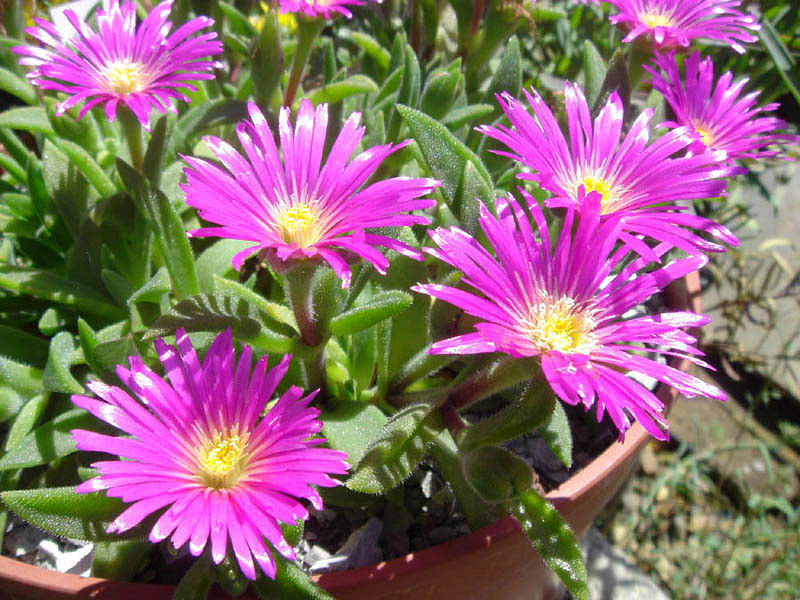 Delosperma Sutherlandii | Delosperma | Aizoaceae