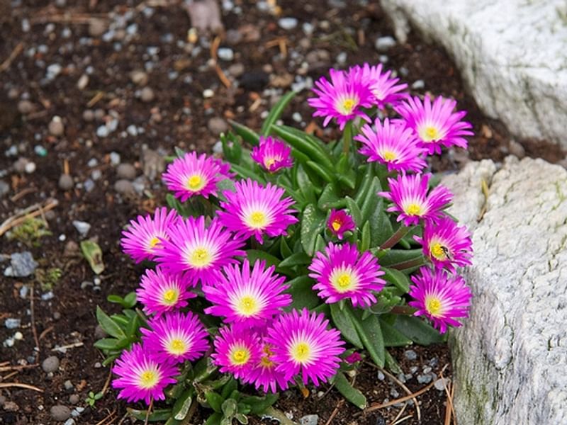 Delosperma Sutherlandii | Delosperma | Aizoaceae