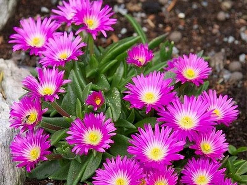 Delosperma Sutherlandii | Delosperma | Aizoaceae