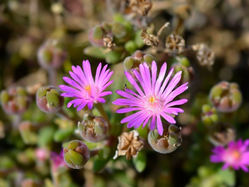 Delosperma Sutherlandii | Delosperma | Aizoaceae