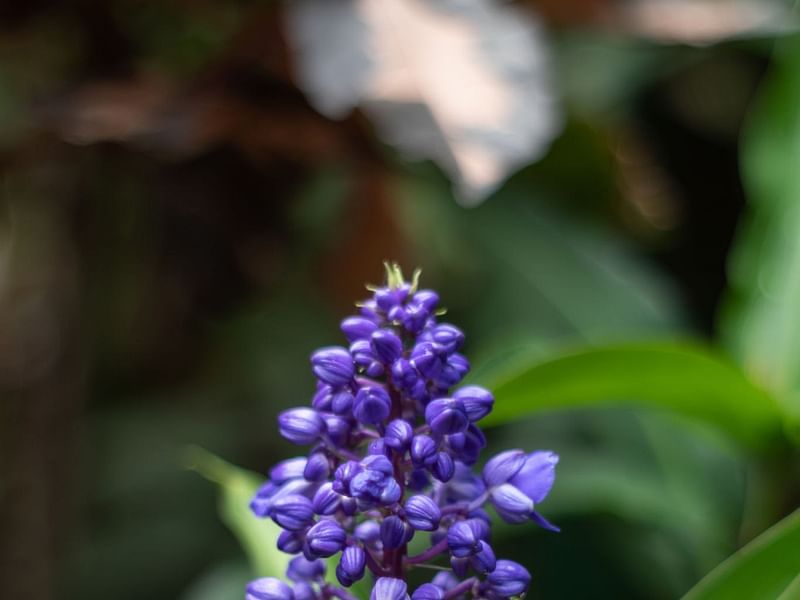 Dichorisandra Thyrsiflora | Commelinaceae