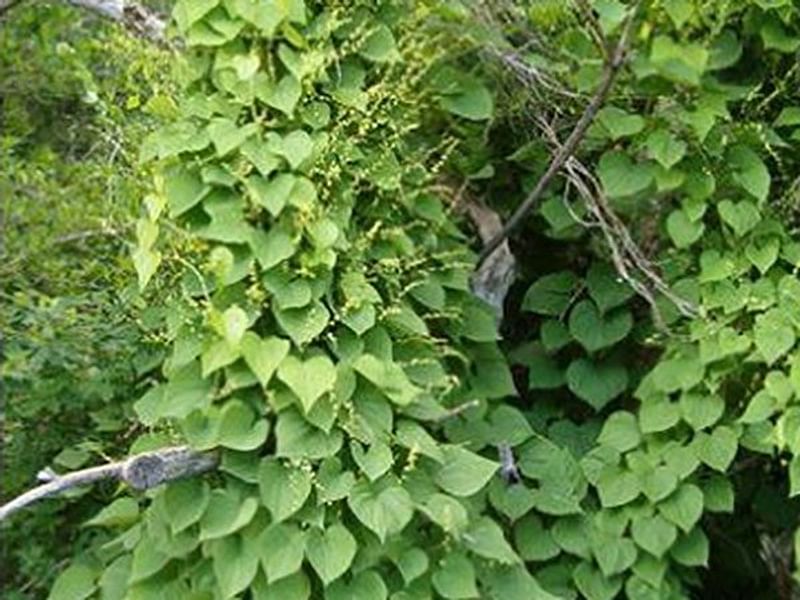Dioscorea Nipponica | Dioscoreaceae