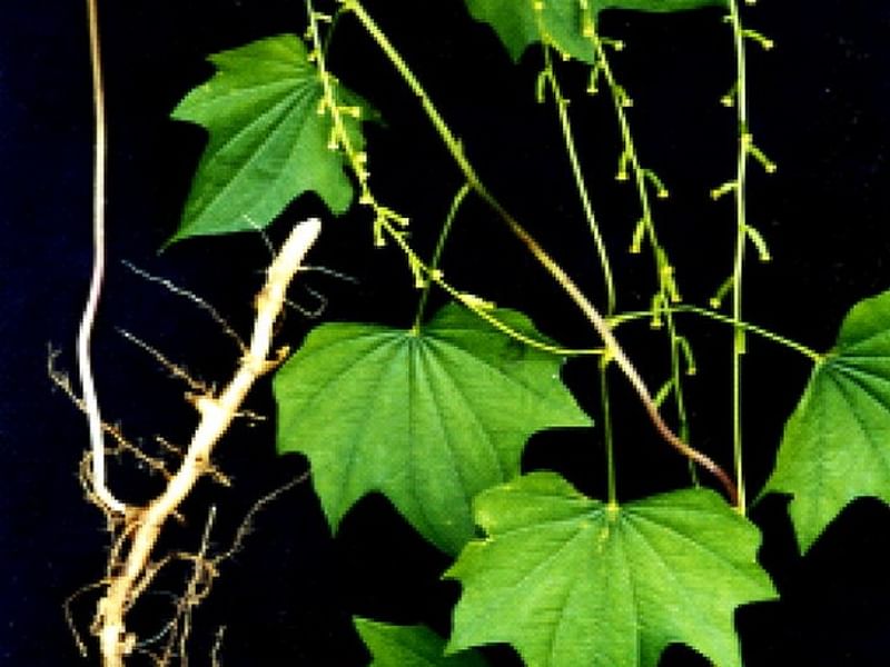 Dioscorea Nipponica | Dioscoreaceae