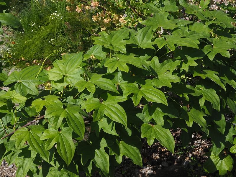 Dioscorea Nipponica | Dioscoreaceae