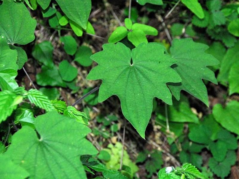Dioscorea Nipponica | Dioscoreaceae