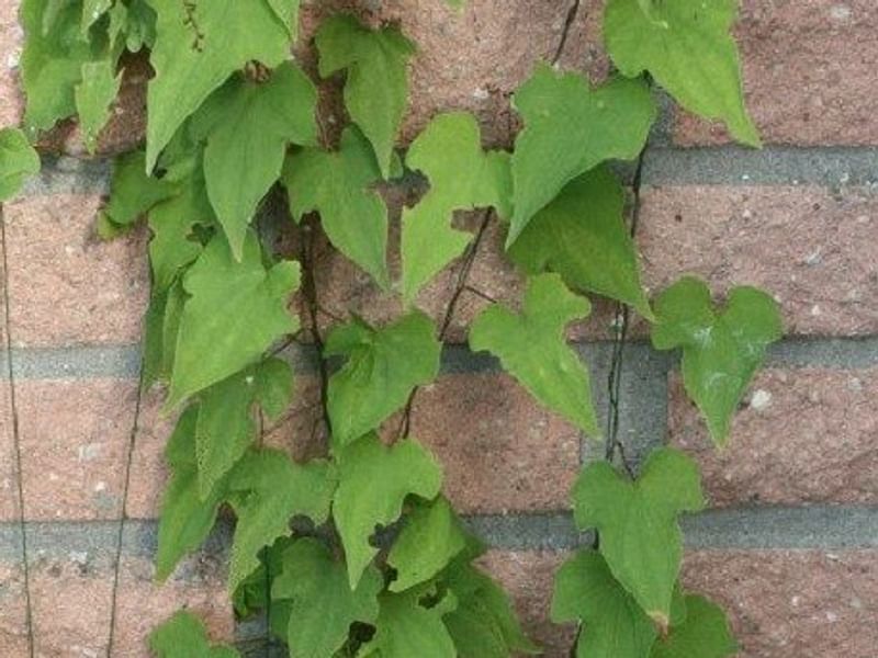 Dioscorea Nipponica | Dioscoreaceae