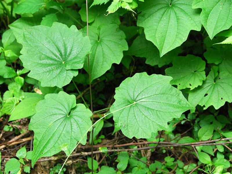 Dioscorea Nipponica | Dioscoreaceae