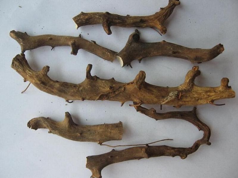Dioscorea Nipponica | Dioscoreaceae