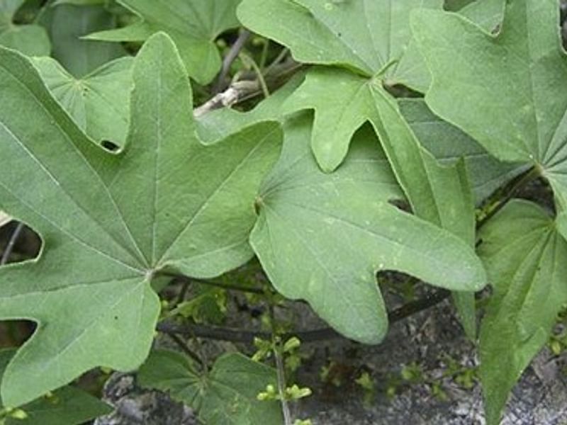 Dioscorea Nipponica | Dioscoreaceae