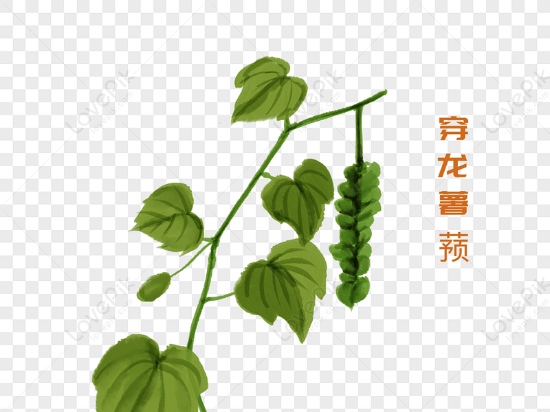 Dioscorea Nipponica | Dioscoreaceae