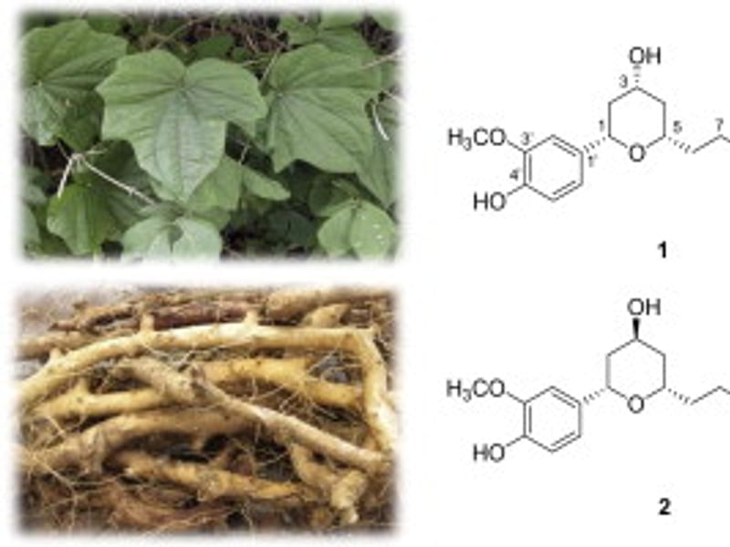 Dioscorea Nipponica | Dioscoreaceae