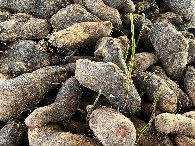 Dioscorea Villosa | Dioscoreaceae