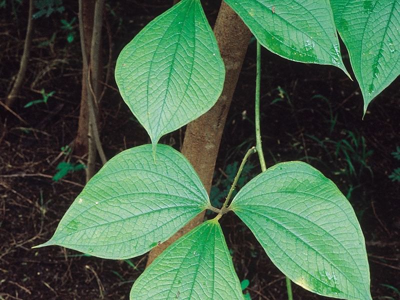 Dioscoreaceae