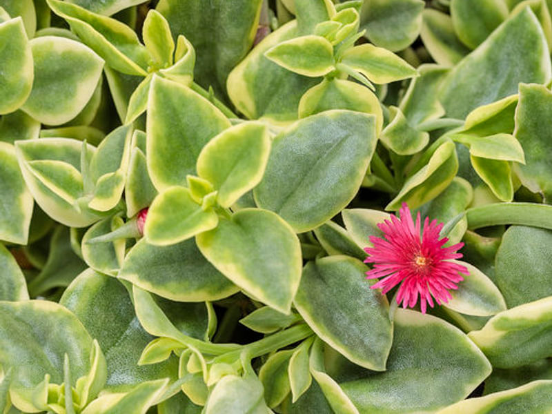 Dorotheanthus | Aizoaceae