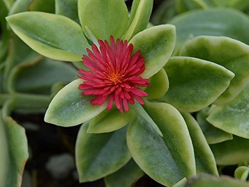 Dorotheanthus | Aizoaceae