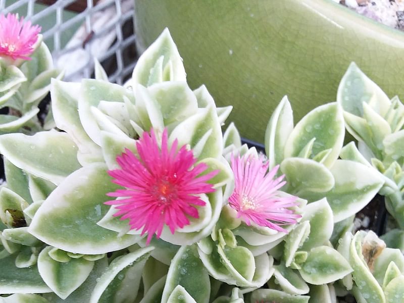 Dorotheanthus | Aizoaceae