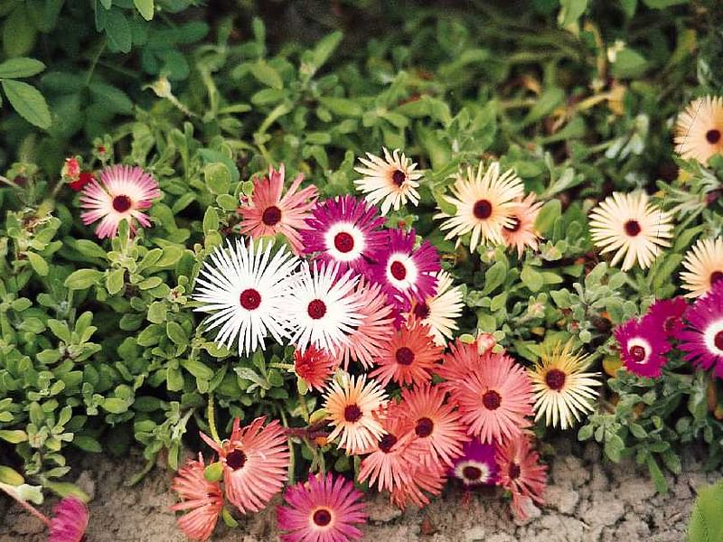 Dorotheanthus | Aizoaceae