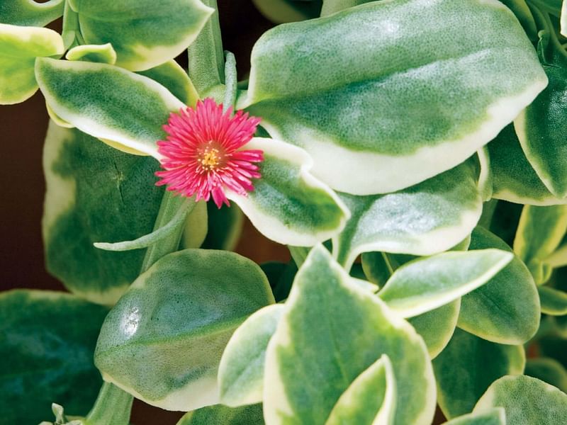 Dorotheanthus | Aizoaceae