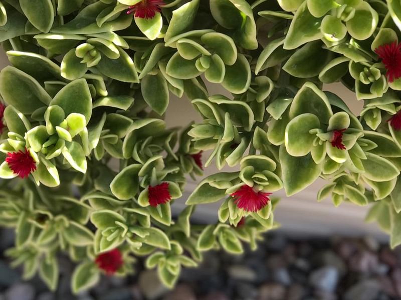 Dorotheanthus | Aizoaceae