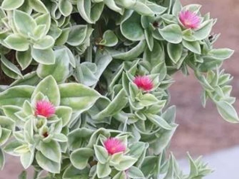 Dorotheanthus | Aizoaceae