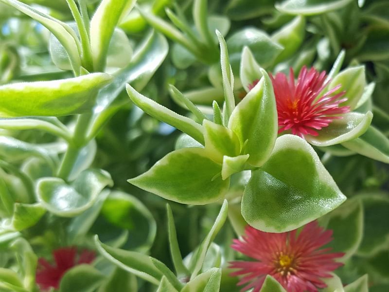 Dorotheanthus | Aizoaceae