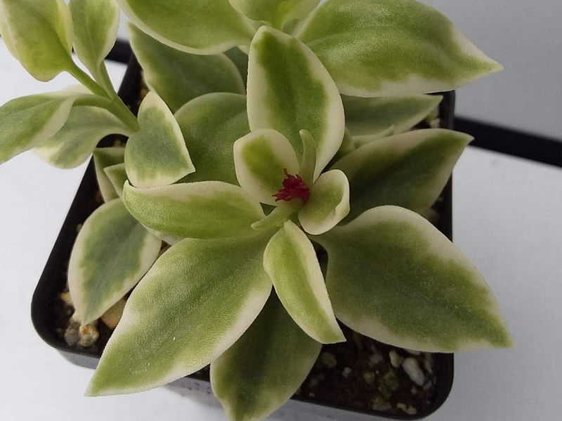 Dorotheanthus | Aizoaceae