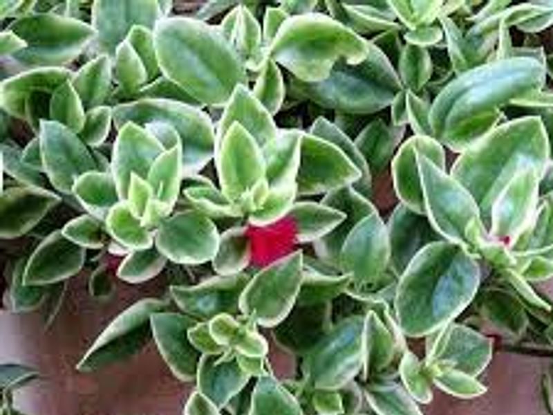 Dorotheanthus | Aizoaceae