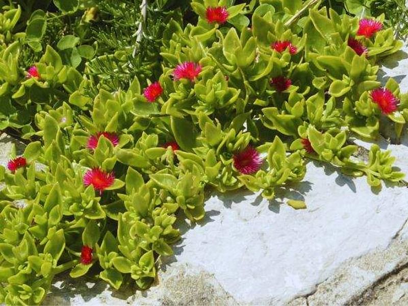 Dorotheanthus | Aizoaceae