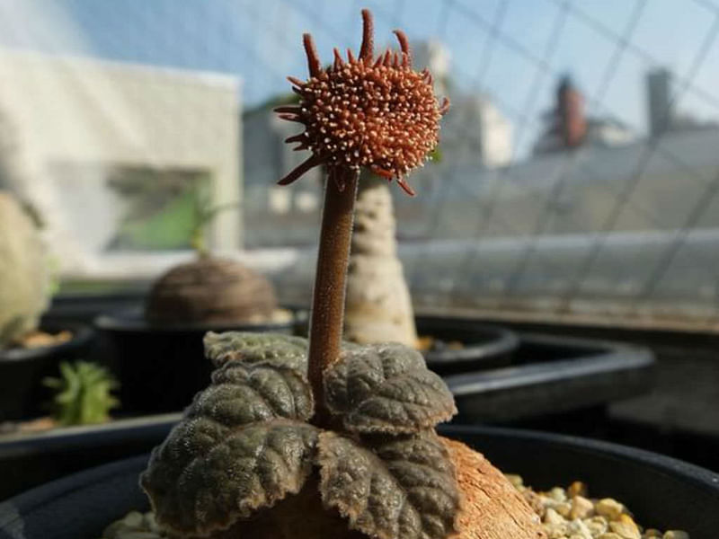 Dorstenia Ellenbeckiana | Dorstenia | Lamiaceae