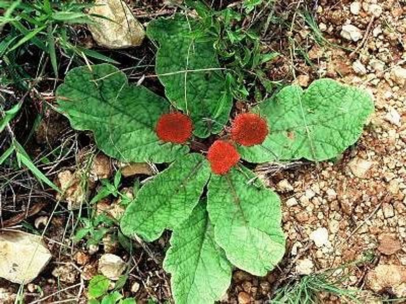 Dorstenia Ellenbeckiana | Dorstenia | Lamiaceae