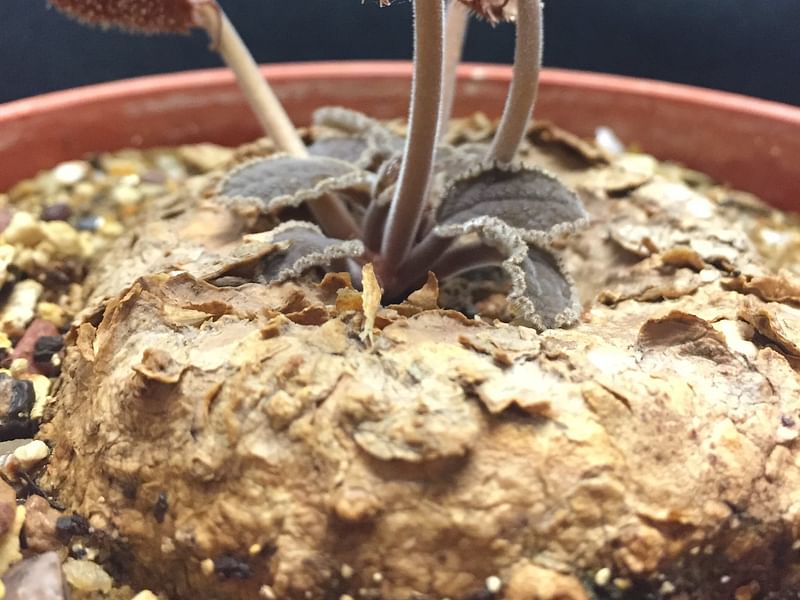 Dorstenia Ellenbeckiana | Dorstenia | Lamiaceae