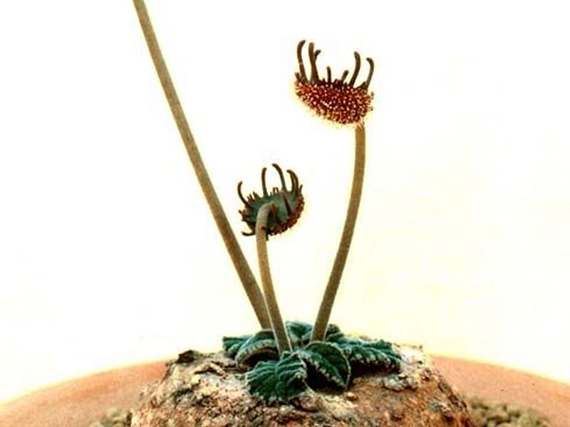 Dorstenia Ellenbeckiana | Dorstenia | Lamiaceae