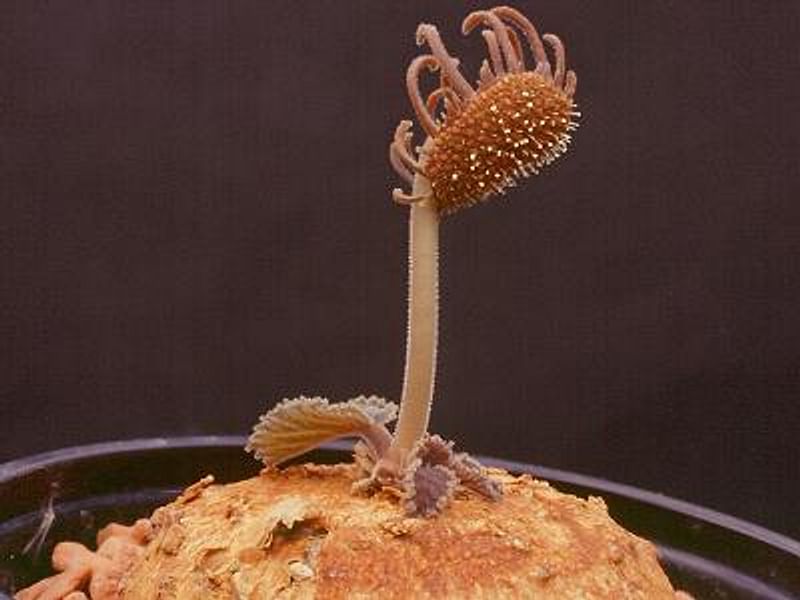 Dorstenia Ellenbeckiana | Dorstenia | Lamiaceae