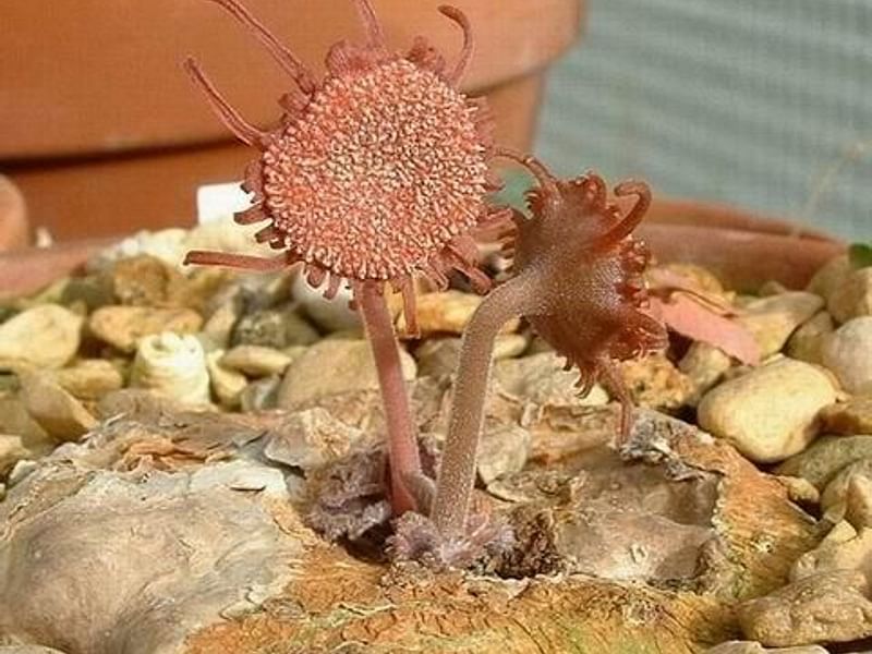 Dorstenia Ellenbeckiana | Dorstenia | Lamiaceae