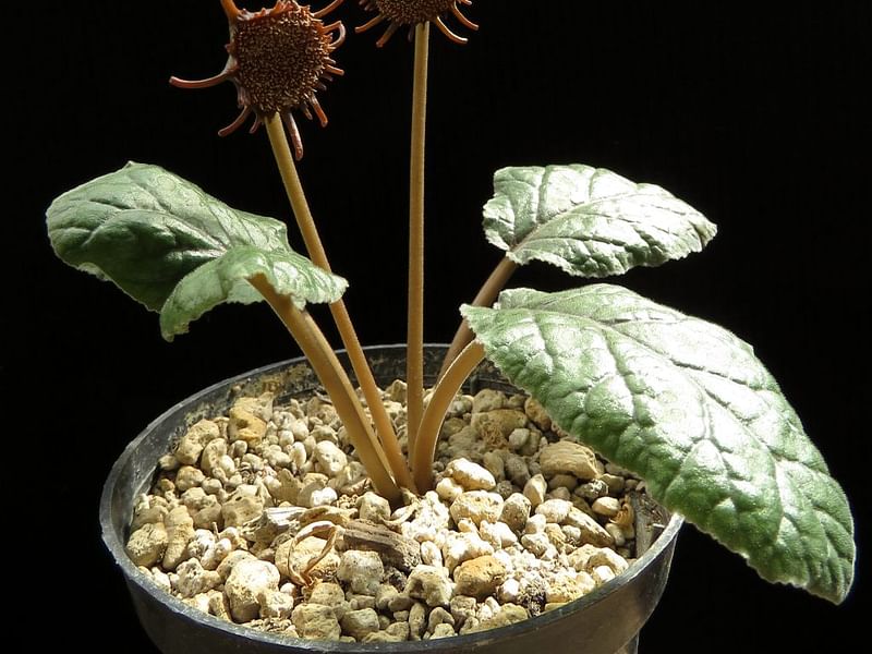 Dorstenia Ellenbeckiana | Dorstenia | Lamiaceae