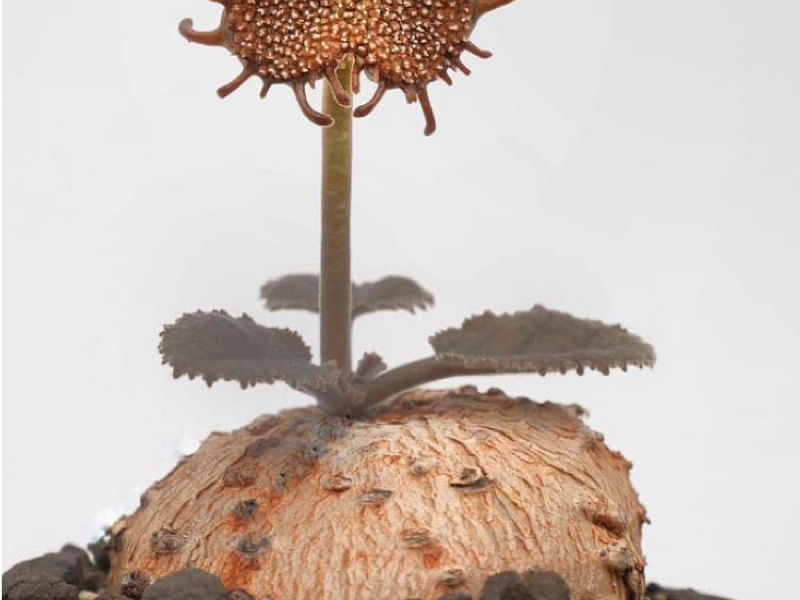 Dorstenia Ellenbeckiana | Dorstenia | Lamiaceae