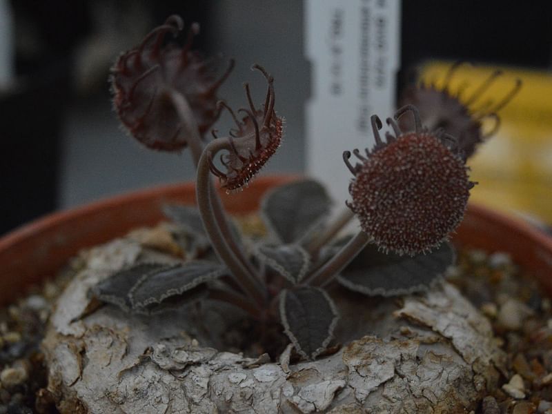 Dorstenia Ellenbeckiana | Dorstenia | Lamiaceae