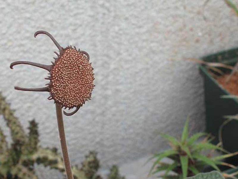 Dorstenia Ellenbeckiana | Dorstenia | Lamiaceae