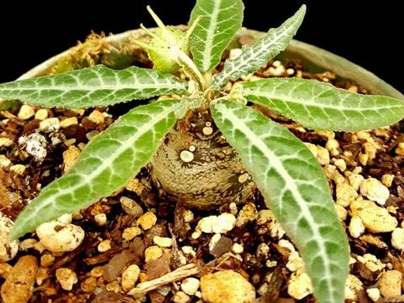 Dorstenia Foetida Ssp. Lancifolia | Dorstenia | Lamiaceae