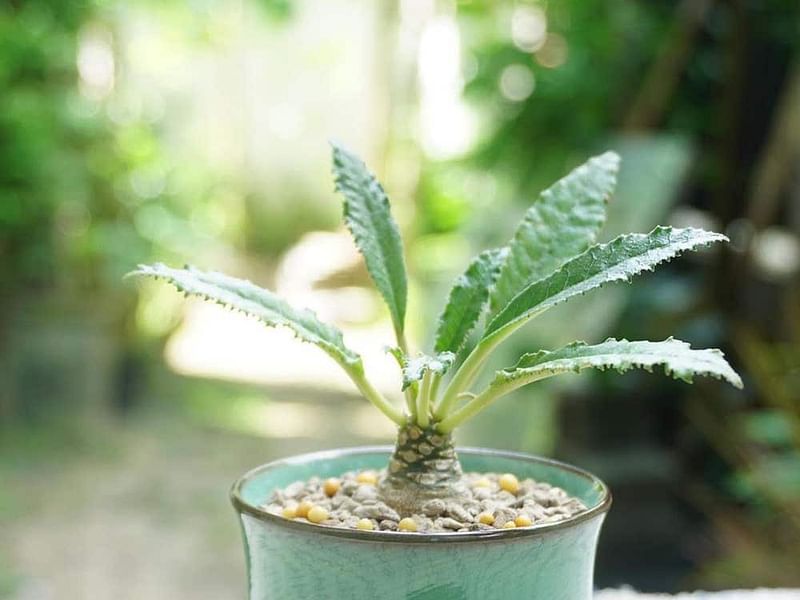 Dorstenia Foetida Ssp. Lancifolia | Dorstenia | Lamiaceae