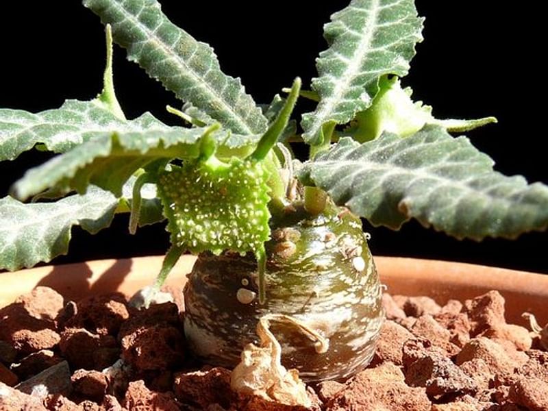 Dorstenia Foetida Ssp. Lancifolia | Dorstenia | Lamiaceae